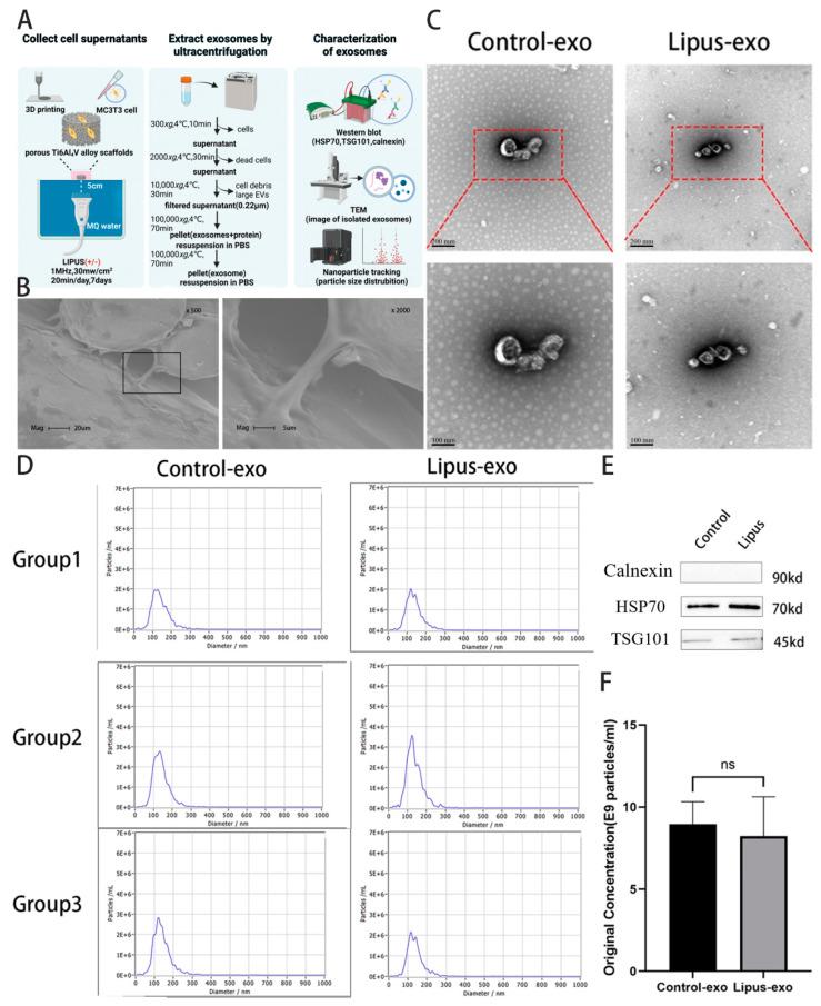 https://cdn.ncbi.nlm.nih.gov/pmc/blobs/fc14/11430381/903dcacce844/biomolecules-14-01154-g001.jpg