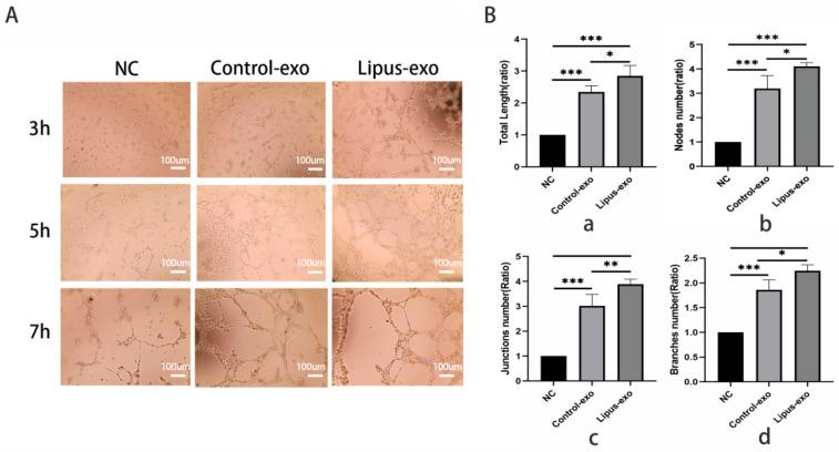 https://cdn.ncbi.nlm.nih.gov/pmc/blobs/fc14/11430381/ecd69435cac7/biomolecules-14-01154-g004.jpg