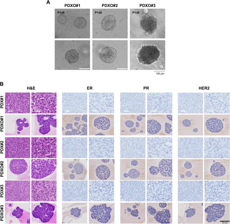 https://cdn.ncbi.nlm.nih.gov/pmc/blobs/fc14/12183918/664879252f28/13058_2025_2063_Fig3_HTML.jpg