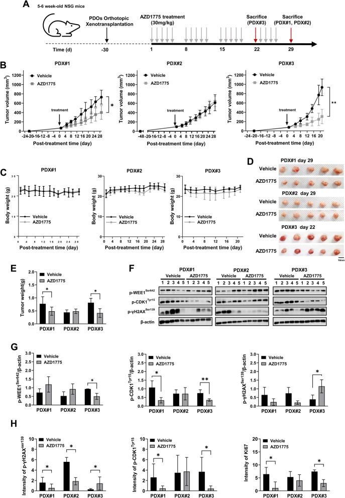 https://cdn.ncbi.nlm.nih.gov/pmc/blobs/fc14/12183918/af0a7221104f/13058_2025_2063_Fig5_HTML.jpg