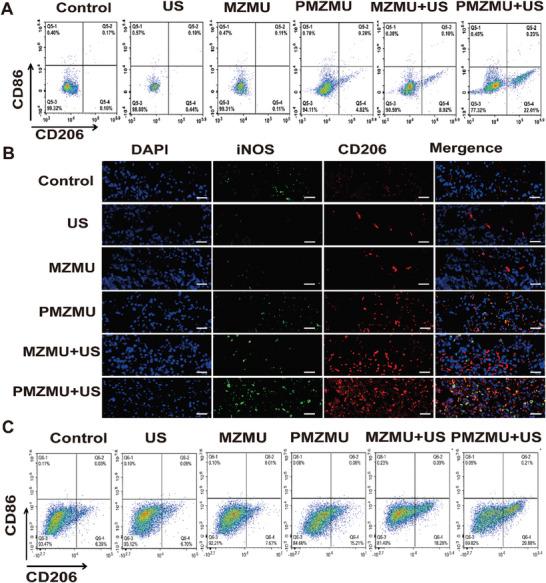 https://cdn.ncbi.nlm.nih.gov/pmc/blobs/fc16/11434100/842818eaacde/ADVS-11-2402473-g010.jpg