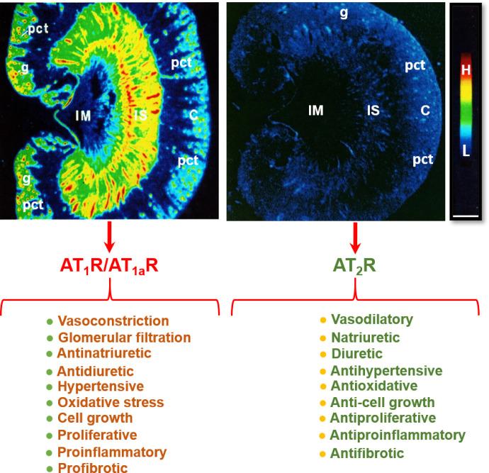 https://cdn.ncbi.nlm.nih.gov/pmc/blobs/fc19/9553117/1ad146afc7ad/pharmrev.120.000236f5.jpg
