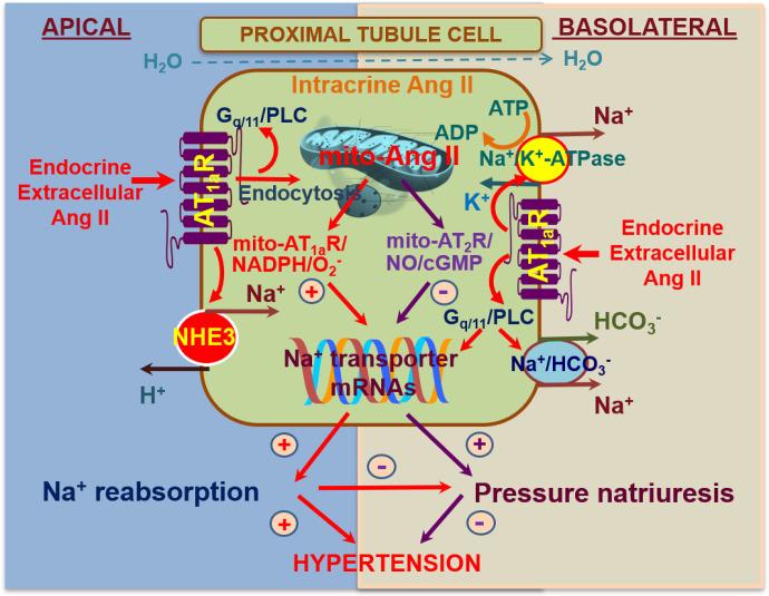 https://cdn.ncbi.nlm.nih.gov/pmc/blobs/fc19/9553117/241c904d69fd/pharmrev.120.000236f7.jpg