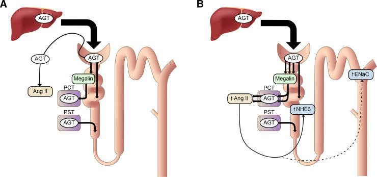 https://cdn.ncbi.nlm.nih.gov/pmc/blobs/fc19/9553117/36c59c6ea14b/pharmrev.120.000236f3.jpg