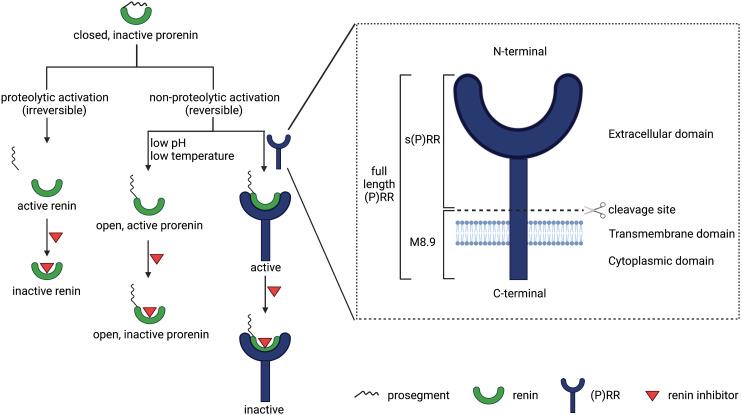 https://cdn.ncbi.nlm.nih.gov/pmc/blobs/fc19/9553117/701d419abed6/pharmrev.120.000236f1.jpg