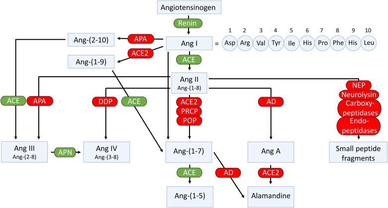 https://cdn.ncbi.nlm.nih.gov/pmc/blobs/fc19/9553117/e73a85973d09/pharmrev.120.000236f4.jpg