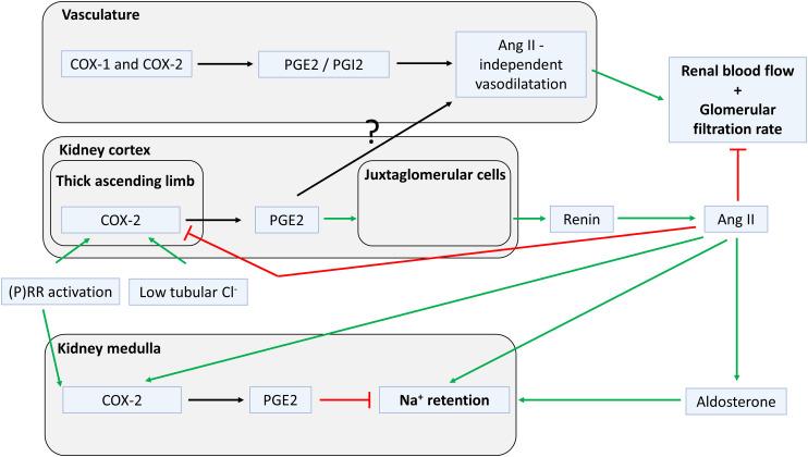 https://cdn.ncbi.nlm.nih.gov/pmc/blobs/fc19/9553117/fdd29b024902/pharmrev.120.000236f13.jpg