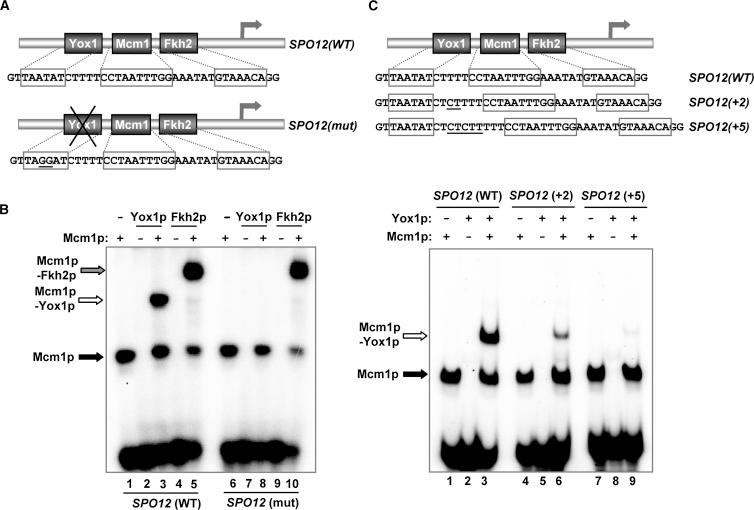 https://cdn.ncbi.nlm.nih.gov/pmc/blobs/fc1c/3566586/daf846930466/gr2.jpg