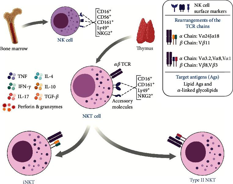 https://cdn.ncbi.nlm.nih.gov/pmc/blobs/fc1e/7808823/1fa73b9ecec3/JIR2021-6633824.002.jpg
