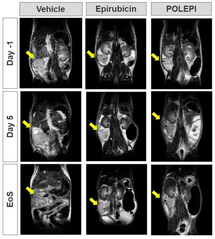 https://cdn.ncbi.nlm.nih.gov/pmc/blobs/fc20/10779551/1b95c67fe909/ijms-25-00645-g006.jpg