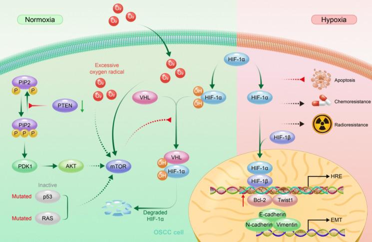 https://cdn.ncbi.nlm.nih.gov/pmc/blobs/fc21/12162747/00258b712d80/10565_2025_10048_Fig3_HTML.jpg