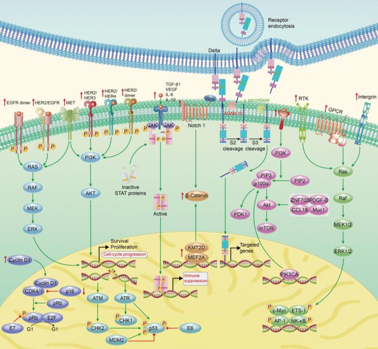 https://cdn.ncbi.nlm.nih.gov/pmc/blobs/fc21/12162747/6c2599f11971/10565_2025_10048_Fig2_HTML.jpg