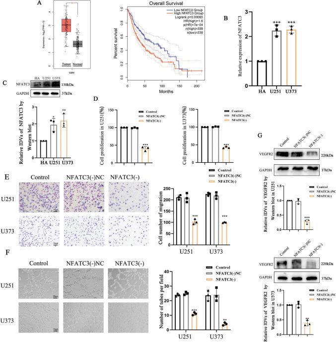 https://cdn.ncbi.nlm.nih.gov/pmc/blobs/fc22/11166796/588d62568445/10565_2024_9890_Fig1_HTML.jpg