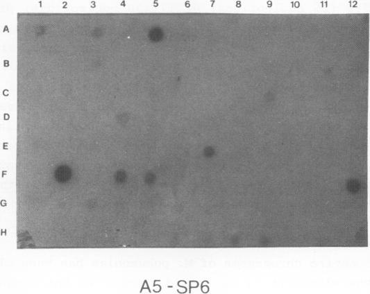 https://cdn.ncbi.nlm.nih.gov/pmc/blobs/fc29/338561/3f99d7b50c63/nar00159-0136-a.jpg