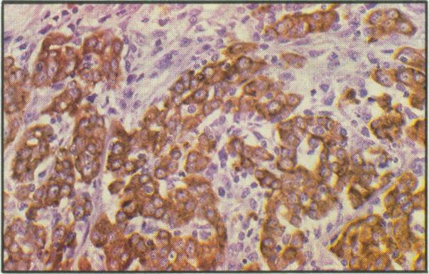 https://cdn.ncbi.nlm.nih.gov/pmc/blobs/fc2c/1481497/3ebb978b43f3/canvetj00066-0043-g.jpg