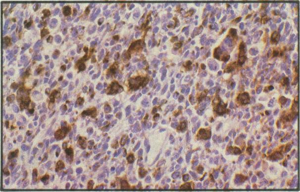 https://cdn.ncbi.nlm.nih.gov/pmc/blobs/fc2c/1481497/c918bdb61333/canvetj00066-0043-i.jpg