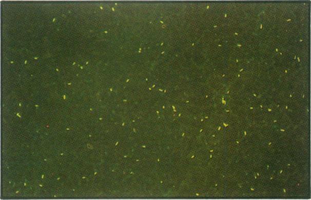 https://cdn.ncbi.nlm.nih.gov/pmc/blobs/fc2c/1481497/cc6ef9c669a3/canvetj00066-0042-a.jpg