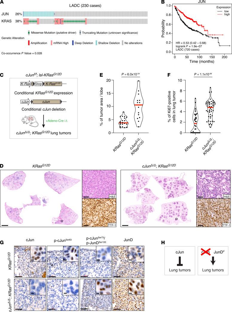 https://cdn.ncbi.nlm.nih.gov/pmc/blobs/fc2c/8410048/1208f0eb7879/jciinsight-6-124985-g010.jpg