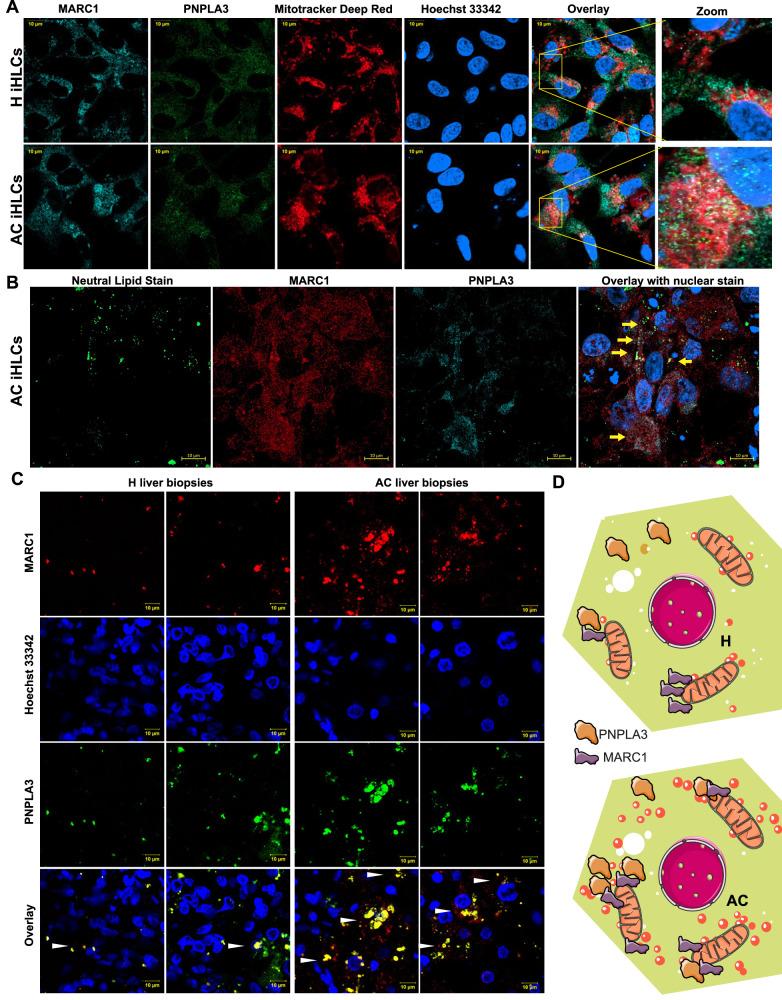 https://cdn.ncbi.nlm.nih.gov/pmc/blobs/fc2f/11063145/1b52a608dfc6/41467_2024_47085_Fig7_HTML.jpg