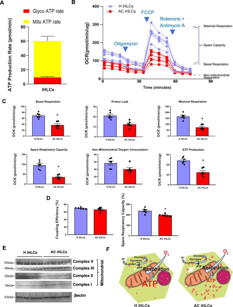 https://cdn.ncbi.nlm.nih.gov/pmc/blobs/fc2f/11063145/4c5c3aeaa927/41467_2024_47085_Fig4_HTML.jpg
