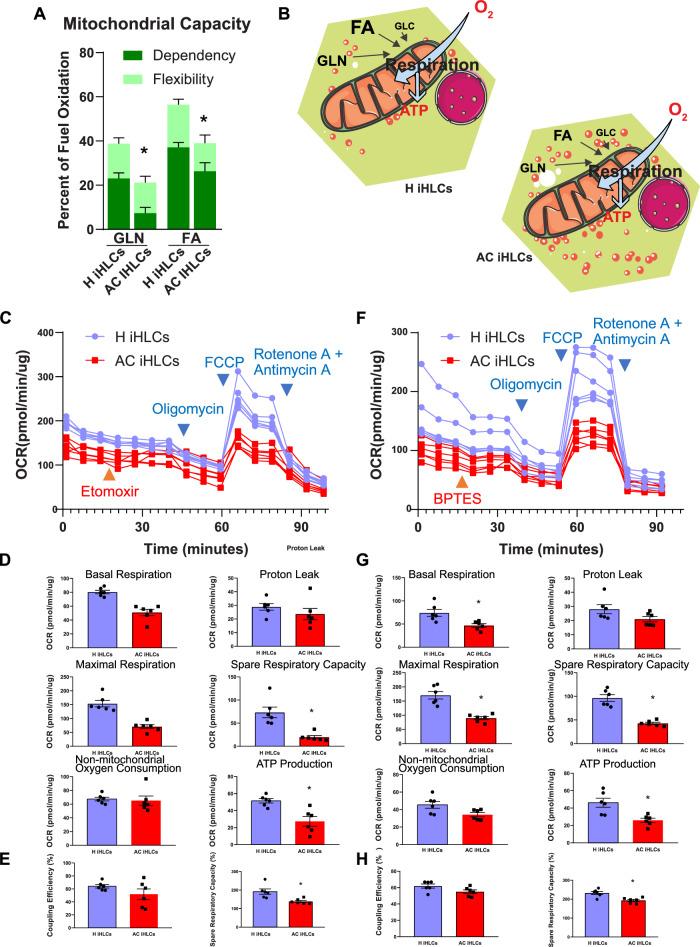 https://cdn.ncbi.nlm.nih.gov/pmc/blobs/fc2f/11063145/820ad26a928e/41467_2024_47085_Fig5_HTML.jpg