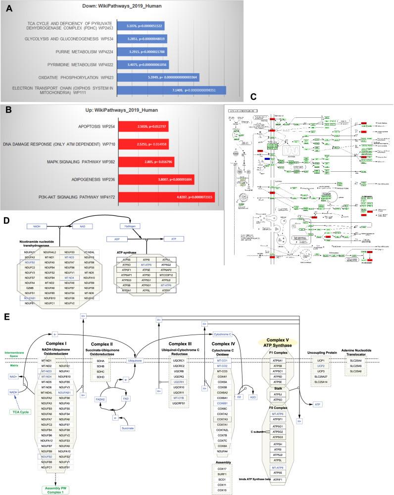 https://cdn.ncbi.nlm.nih.gov/pmc/blobs/fc2f/11063145/84e8e57302f4/41467_2024_47085_Fig3_HTML.jpg