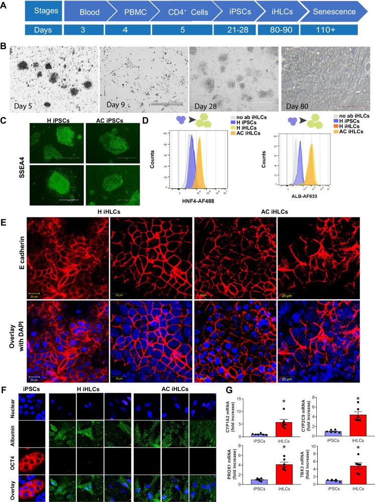 https://cdn.ncbi.nlm.nih.gov/pmc/blobs/fc2f/11063145/8c350b7315b2/41467_2024_47085_Fig1_HTML.jpg