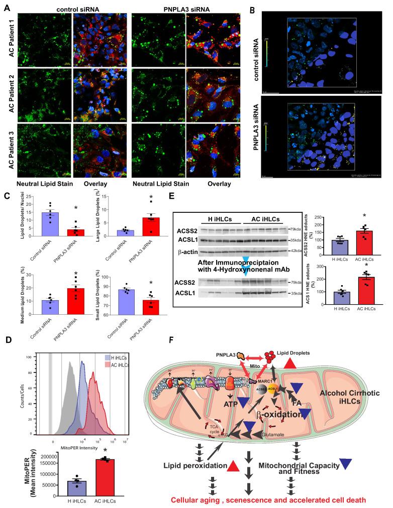 https://cdn.ncbi.nlm.nih.gov/pmc/blobs/fc2f/11063145/e3256f142aaa/41467_2024_47085_Fig8_HTML.jpg