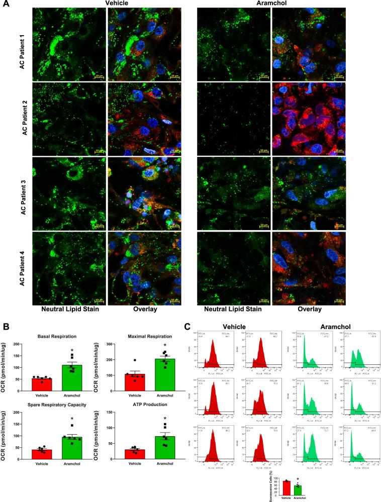 https://cdn.ncbi.nlm.nih.gov/pmc/blobs/fc2f/11063145/f0f4ab2d6b35/41467_2024_47085_Fig6_HTML.jpg