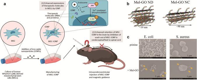 https://cdn.ncbi.nlm.nih.gov/pmc/blobs/fc30/12229986/7dd491434240/40820_2025_1829_Fig1_HTML.jpg