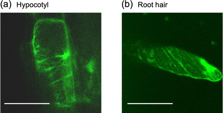 https://cdn.ncbi.nlm.nih.gov/pmc/blobs/fc32/10237443/8f53e4e05144/pone.0286421.g004.jpg
