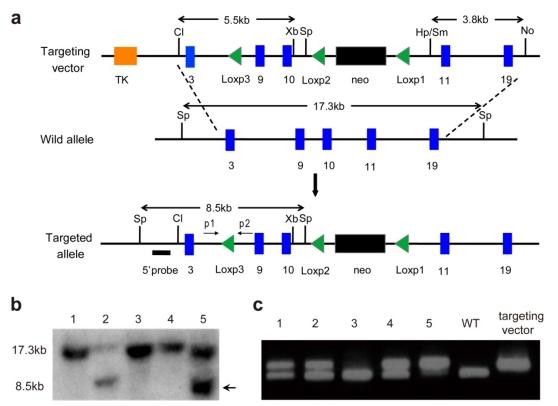 https://cdn.ncbi.nlm.nih.gov/pmc/blobs/fc36/2892296/156c9fbeb08b/ijbsv06p0327g01.jpg