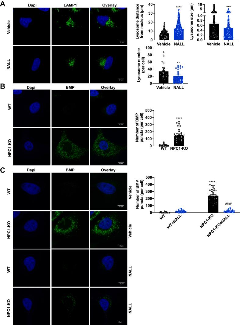 https://cdn.ncbi.nlm.nih.gov/pmc/blobs/fc37/11170278/c3c774530ab0/gr9.jpg