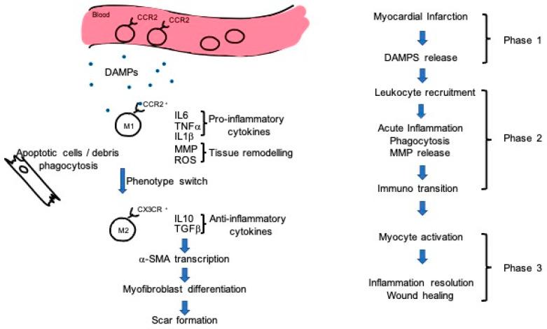 https://cdn.ncbi.nlm.nih.gov/pmc/blobs/fc37/8230331/a8faccb957b4/jpm-11-00529-g001.jpg