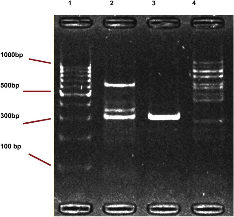https://cdn.ncbi.nlm.nih.gov/pmc/blobs/fc38/6468157/b057fc5b8136/gr7.jpg