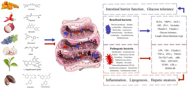 https://cdn.ncbi.nlm.nih.gov/pmc/blobs/fc38/9775189/fc35cdd3b134/biomolecules-12-01871-g003.jpg