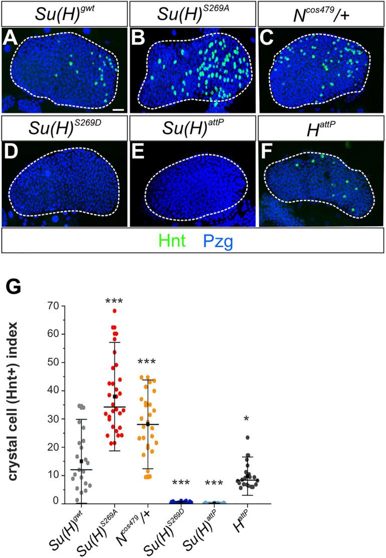 https://cdn.ncbi.nlm.nih.gov/pmc/blobs/fc45/8079769/a75afbe7c2a0/fcell-09-658820-g005.jpg