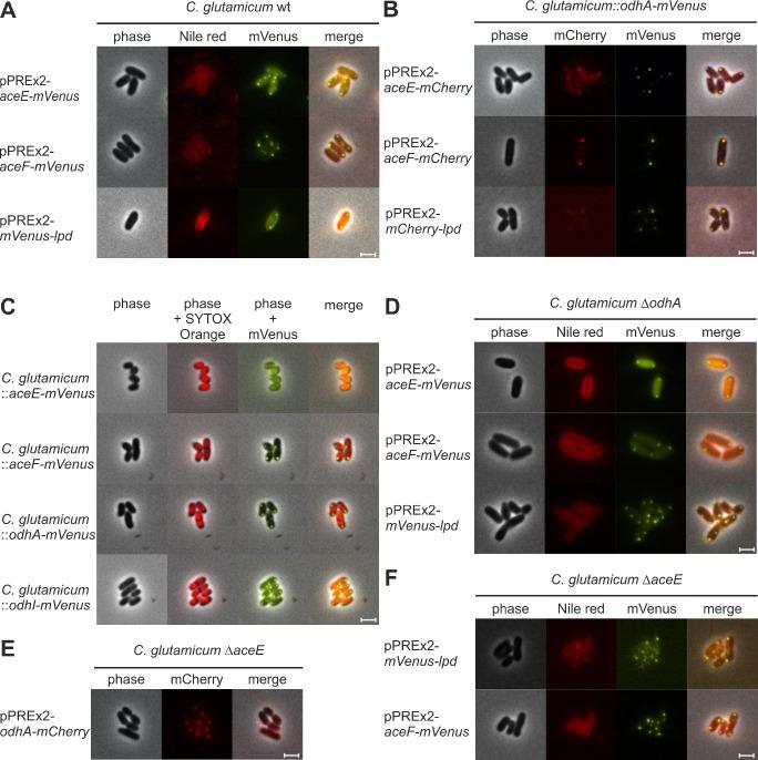 https://cdn.ncbi.nlm.nih.gov/pmc/blobs/fc4a/10581250/10290788e505/spectrum.02668-23.f004.jpg