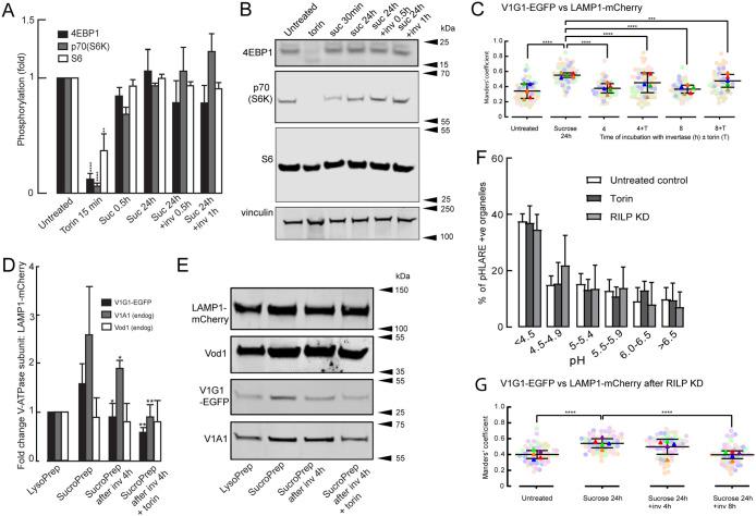 https://cdn.ncbi.nlm.nih.gov/pmc/blobs/fc4c/11151095/c05396691003/mbc-35-ar63-g006.jpg