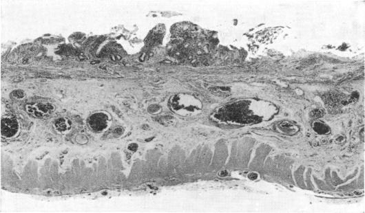 https://cdn.ncbi.nlm.nih.gov/pmc/blobs/fc4d/2377747/98ff55cc94b7/annrcse00289-0039-a.jpg