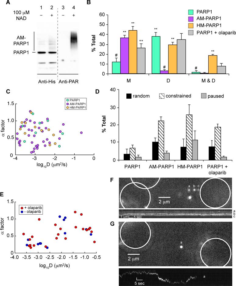 https://cdn.ncbi.nlm.nih.gov/pmc/blobs/fc4e/5728402/3c93d8df15af/gkx1047fig5.jpg