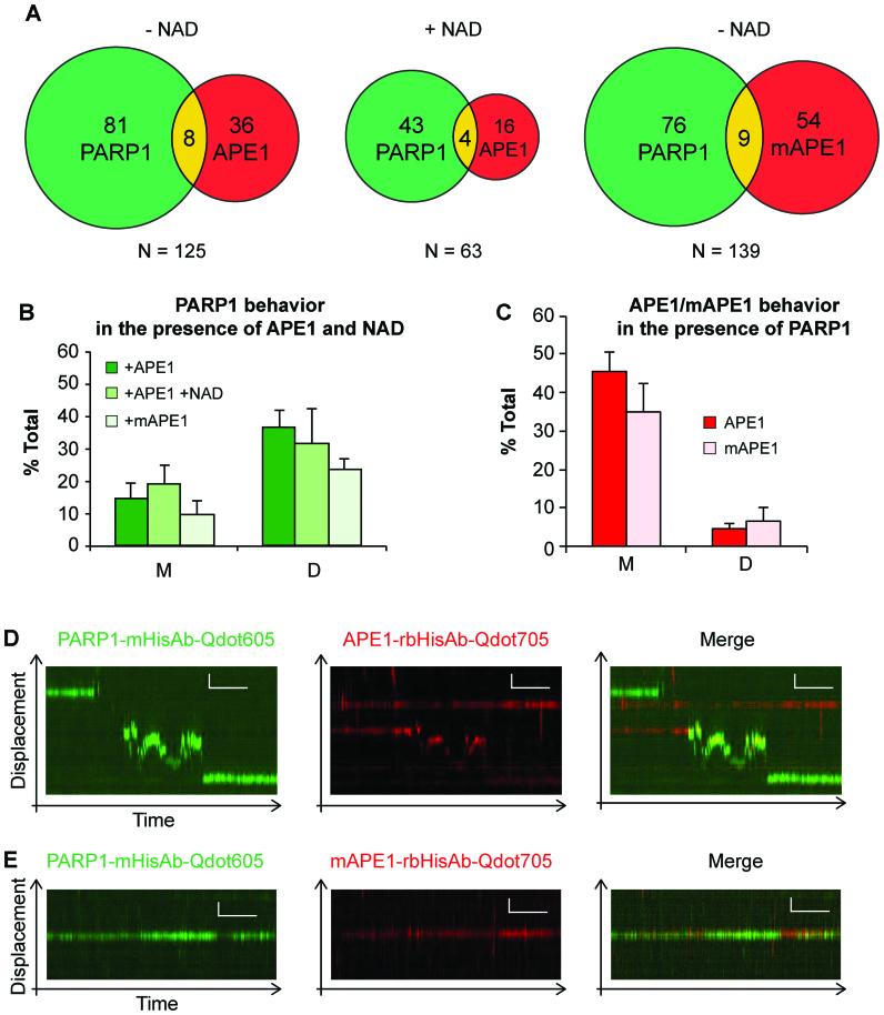 https://cdn.ncbi.nlm.nih.gov/pmc/blobs/fc4e/5728402/475e9995a273/gkx1047fig4.jpg