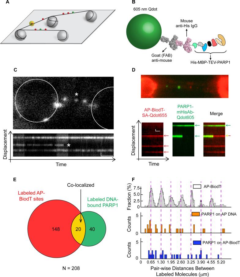 https://cdn.ncbi.nlm.nih.gov/pmc/blobs/fc4e/5728402/a3518d2ba4ce/gkx1047fig2.jpg