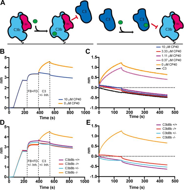 https://cdn.ncbi.nlm.nih.gov/pmc/blobs/fc4f/11283208/aba501170b0a/gr6.jpg