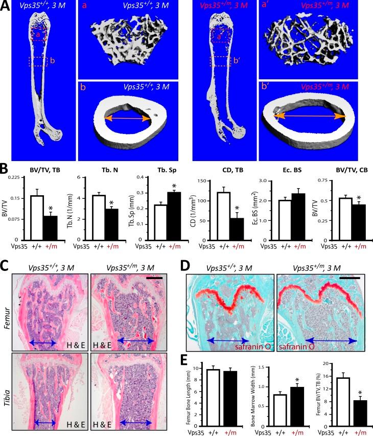 https://cdn.ncbi.nlm.nih.gov/pmc/blobs/fc52/3601351/fc5945df2497/JCB_201207154_Fig2.jpg