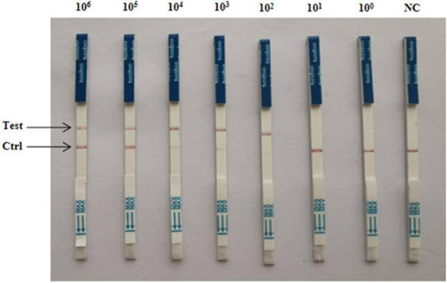 https://cdn.ncbi.nlm.nih.gov/pmc/blobs/fc53/11963519/26147ce4893d/12917_2025_4711_Fig8_HTML.jpg