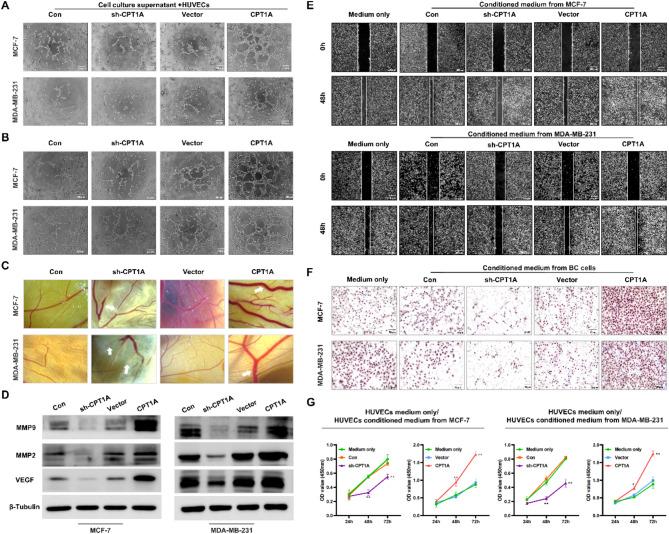 https://cdn.ncbi.nlm.nih.gov/pmc/blobs/fc54/12067761/3c6f999f6508/13058_2025_2039_Fig4_HTML.jpg