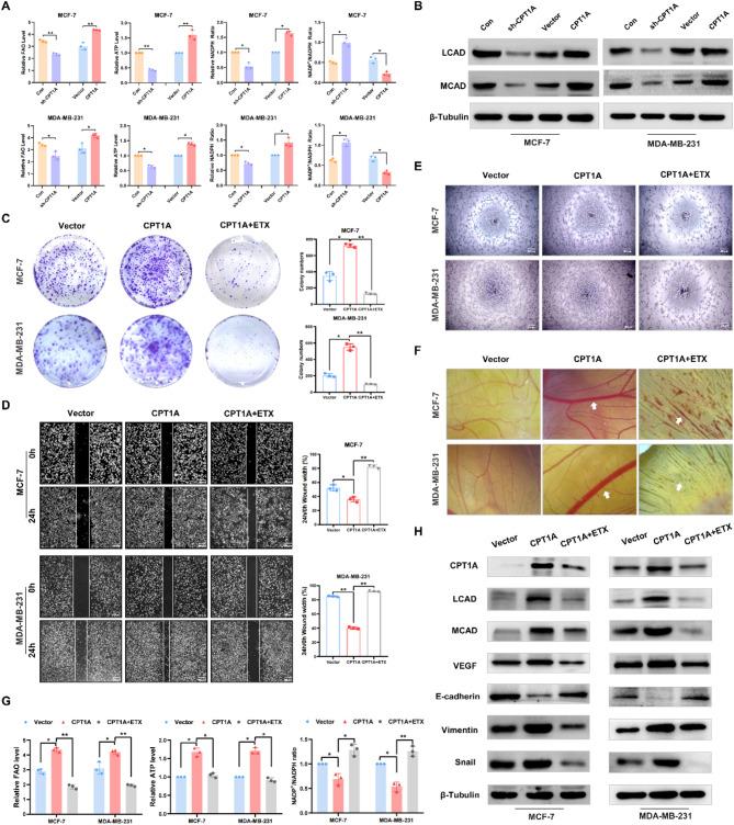 https://cdn.ncbi.nlm.nih.gov/pmc/blobs/fc54/12067761/cb4559dee720/13058_2025_2039_Fig5_HTML.jpg