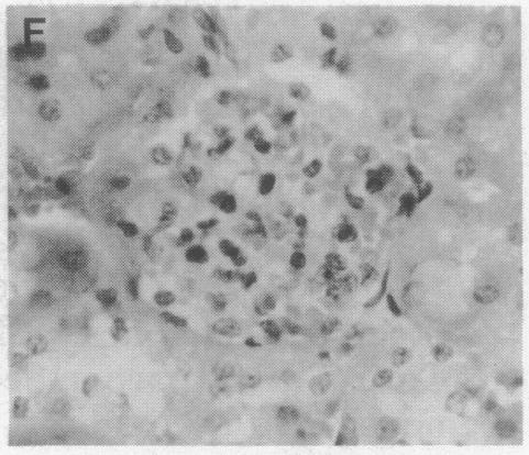 https://cdn.ncbi.nlm.nih.gov/pmc/blobs/fc56/53116/89061213eab4/pnas01074-0303-f.jpg