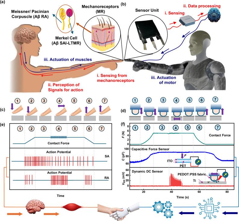 https://cdn.ncbi.nlm.nih.gov/pmc/blobs/fc5f/12310937/bfaf40851491/41467_2025_61843_Fig1_HTML.jpg